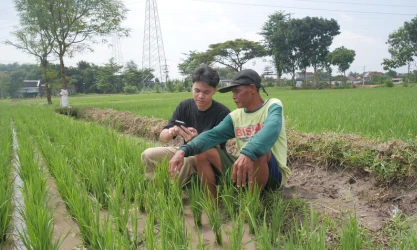 Farming Smart When Water Runs Short: How Alternate Wetting and Drying Can Help Indonesian Rice Farmers Beat the Impending Dry Season 